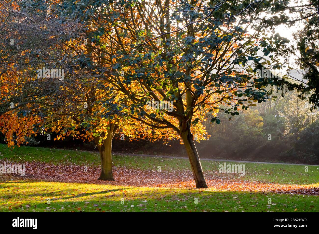 Sun rays through leaves trees hi-res stock photography and images - Alamy