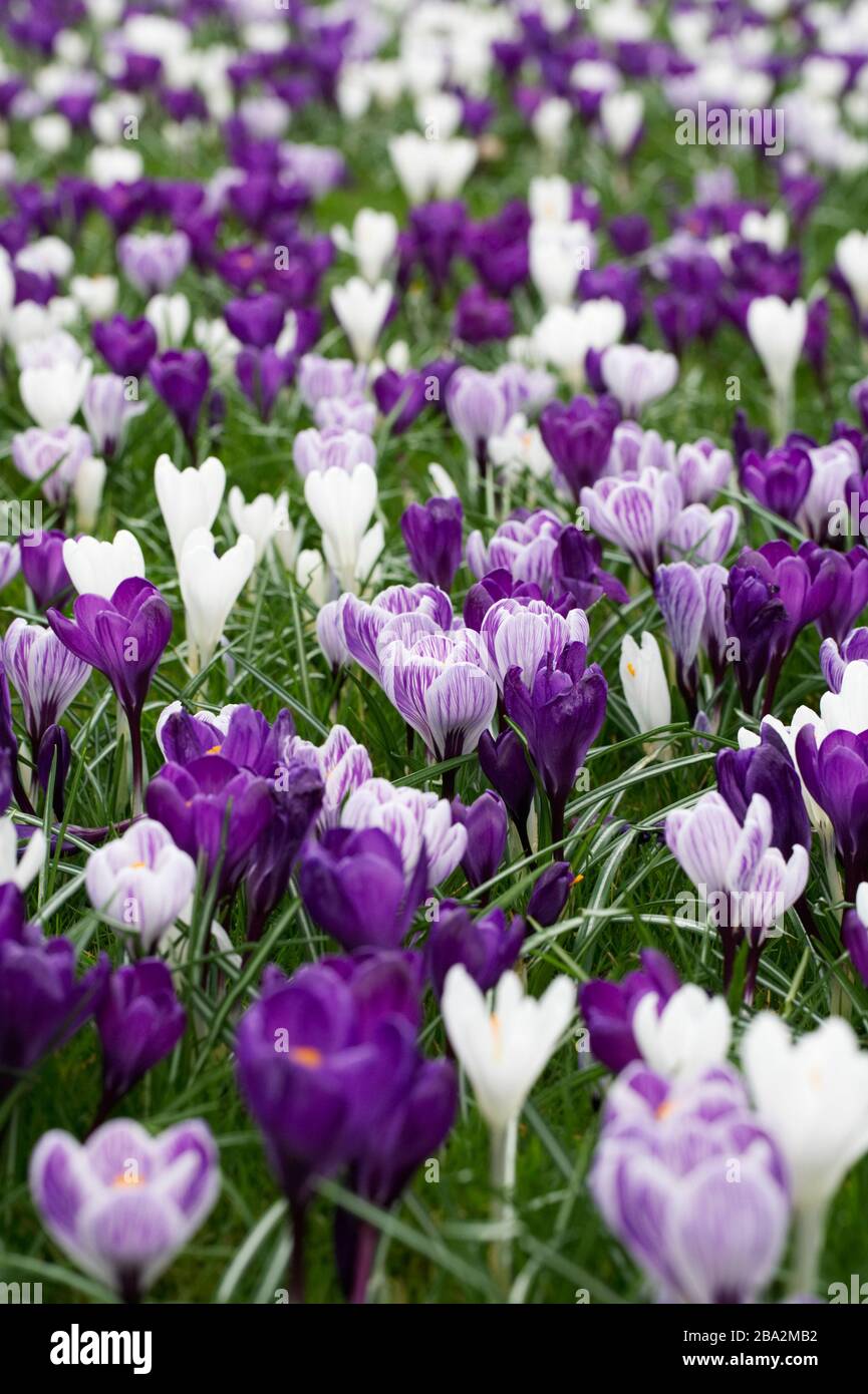 Spring crocuses growing in grassland at RHS Wisley. Stock Photo