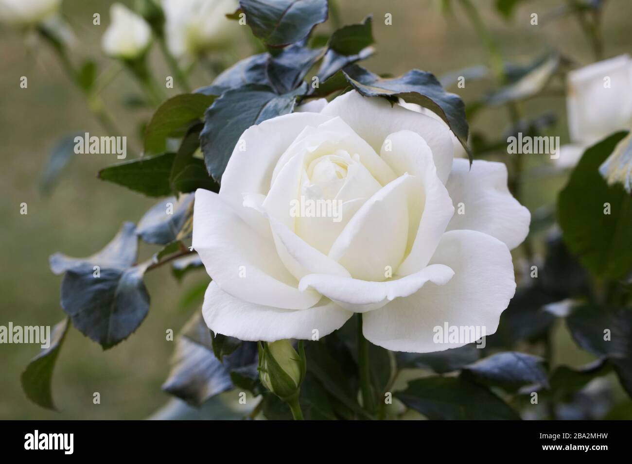 White Shrub Rose in the garden. Stock Photo