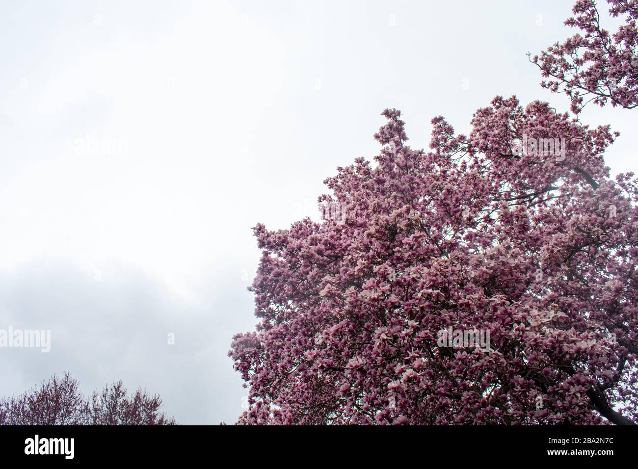 A Blooming Pink Cherry Blossom Tree On a Solid Gray Sky Stock Photo
