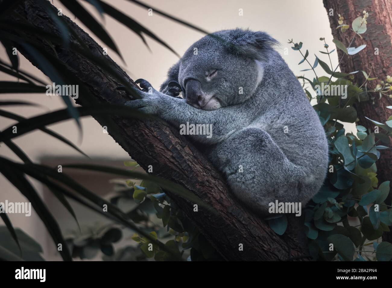 Koalas typically inhabit open eucalypt woodlands, and the leaves of these trees make up most of their diet Stock Photo - Alamy Koalas typically inhabit open eucalypt woodlands, and the leaves of these trees make up most of their diet Stock Photo - Alamy