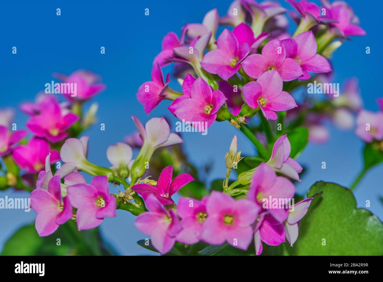 macro color picture of pink Kalanchoe blossfeldiana flower against blue sky Stock Photo