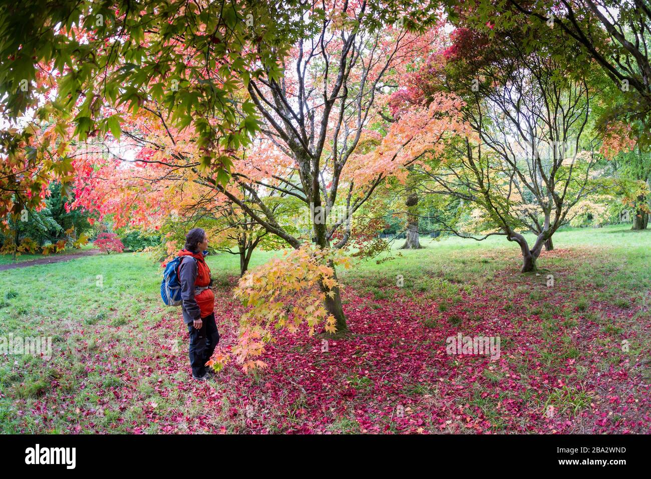 Acer leaves fallen on ground and person looking at trees, Westonbirt Arboretum, Gloucestershire, Enhgland, UK Stock Photo