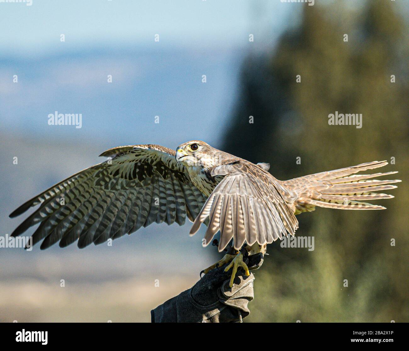peregrine falcon on handlers leather glove Stock Photo