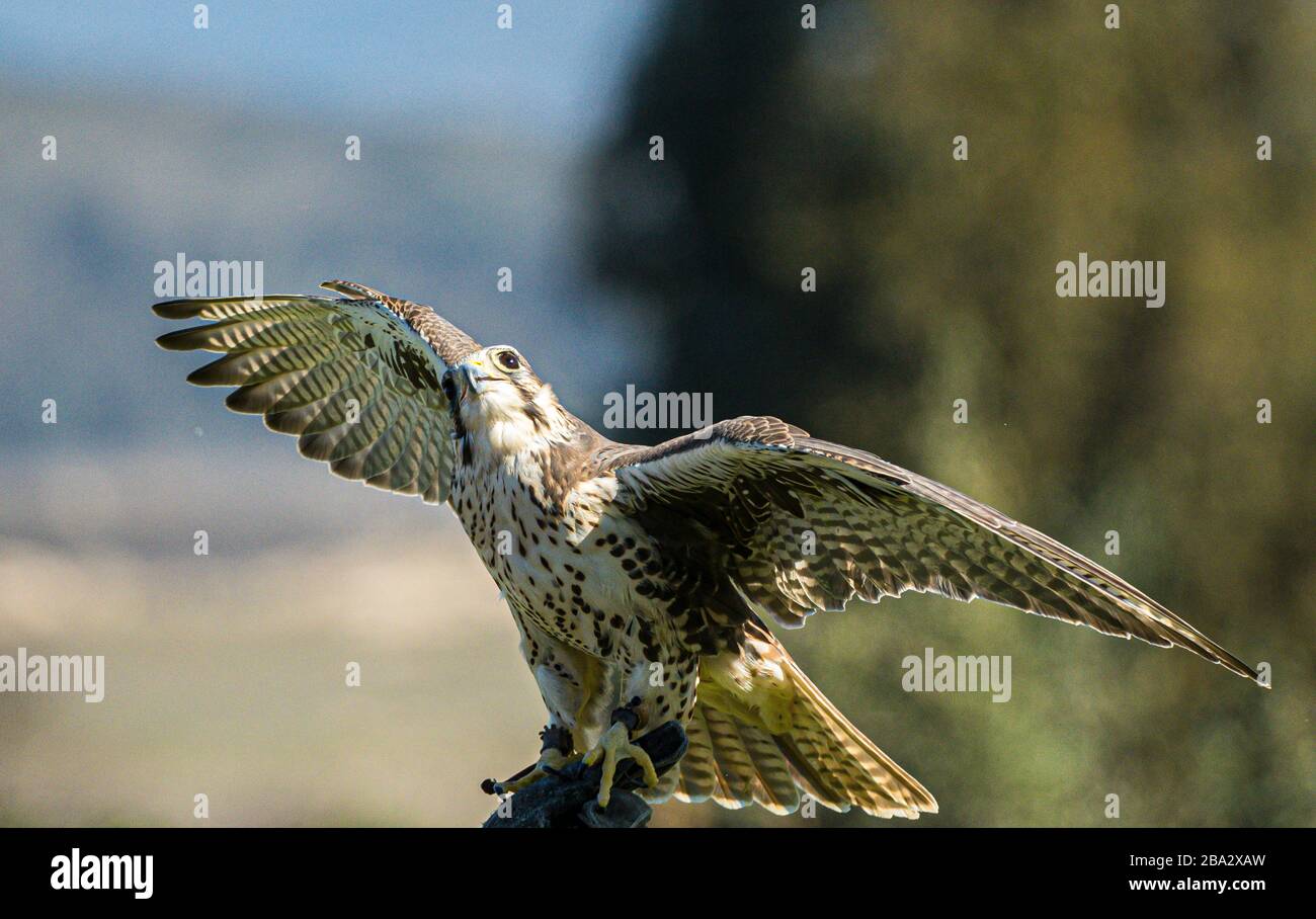 peregrine falcon on handlers leather glove Stock Photo