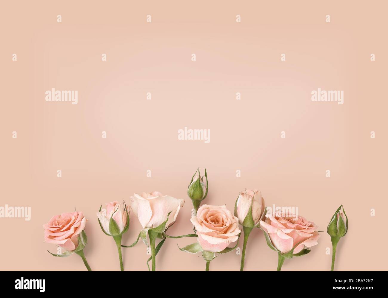 Pink roses on warm rose color background. Holiday flower background for invitation, banner Stock Photo