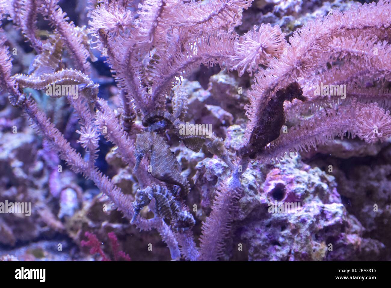 Aquarium Fish tank, Purple Coral, Seahorse and Fish Stock Photo