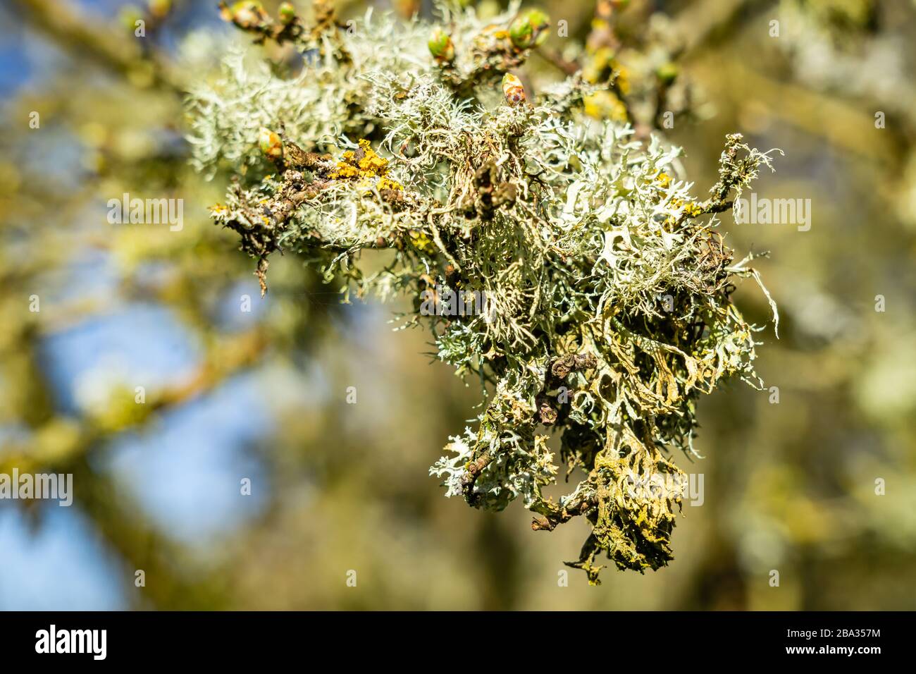 Bushy lichens growing on a hawthorn tree Stock Photo
