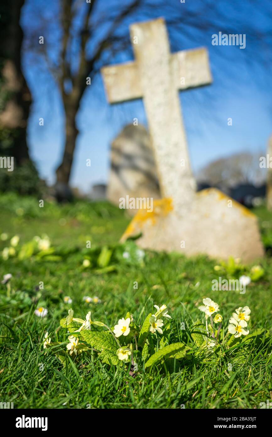 Primroses growing wild in country church yard near a stone cross Stock Photo