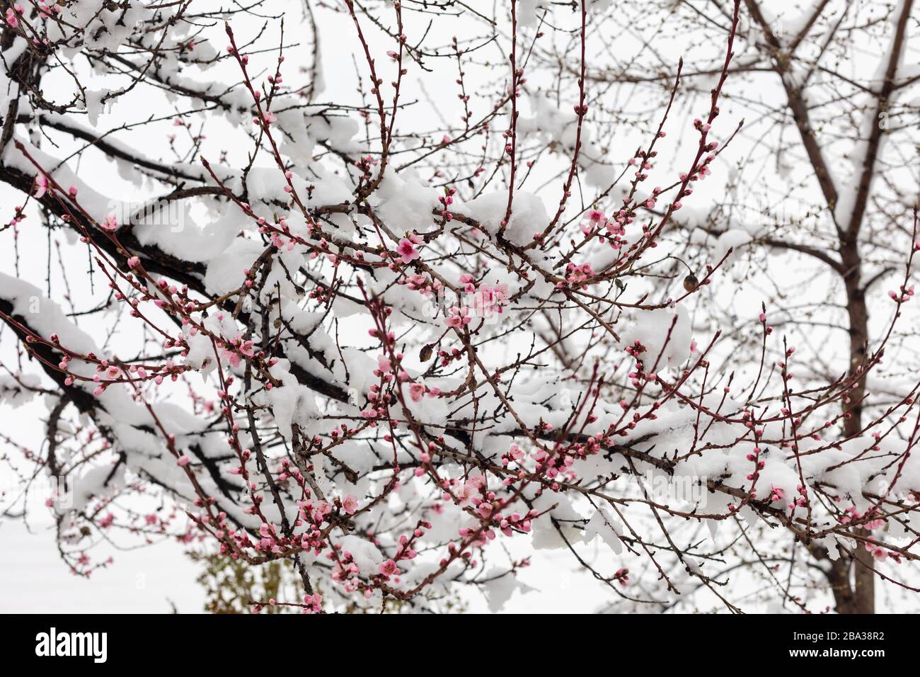 Snow on peach flowers. Branches of flowering trees covered with snow
