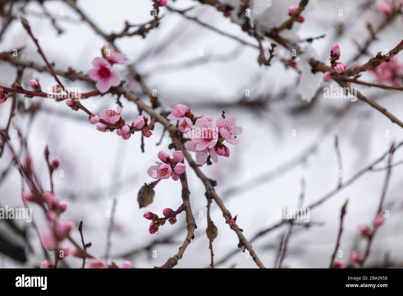 Snow on peach flowers. Branches of flowering trees covered with snow