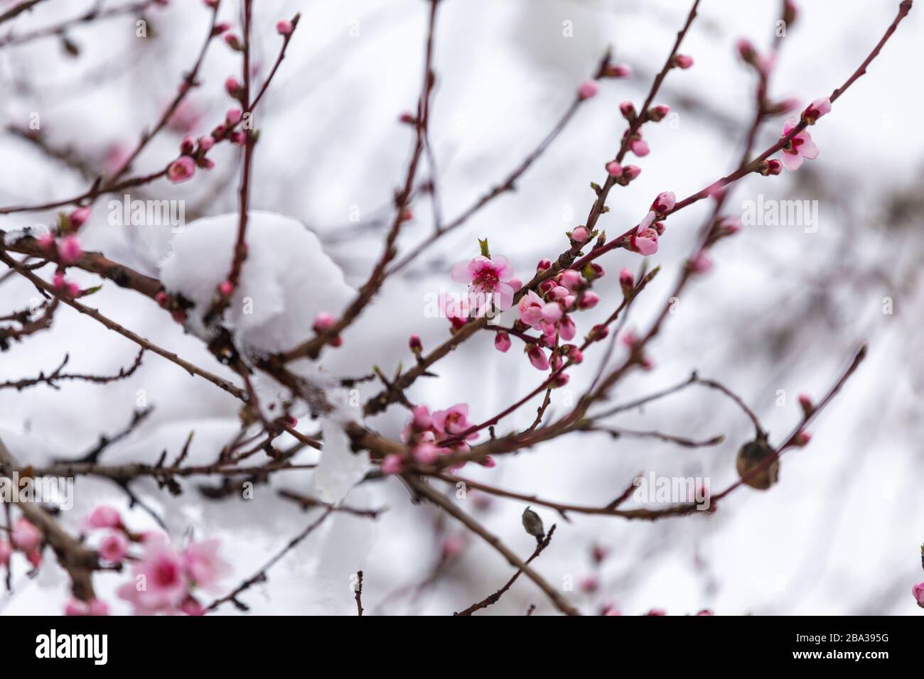 Snow on peach flowers. Branches of flowering trees covered with snow