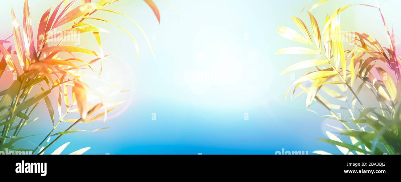 Sun sunshine palm tree hi-res stock photography and images - Alamy