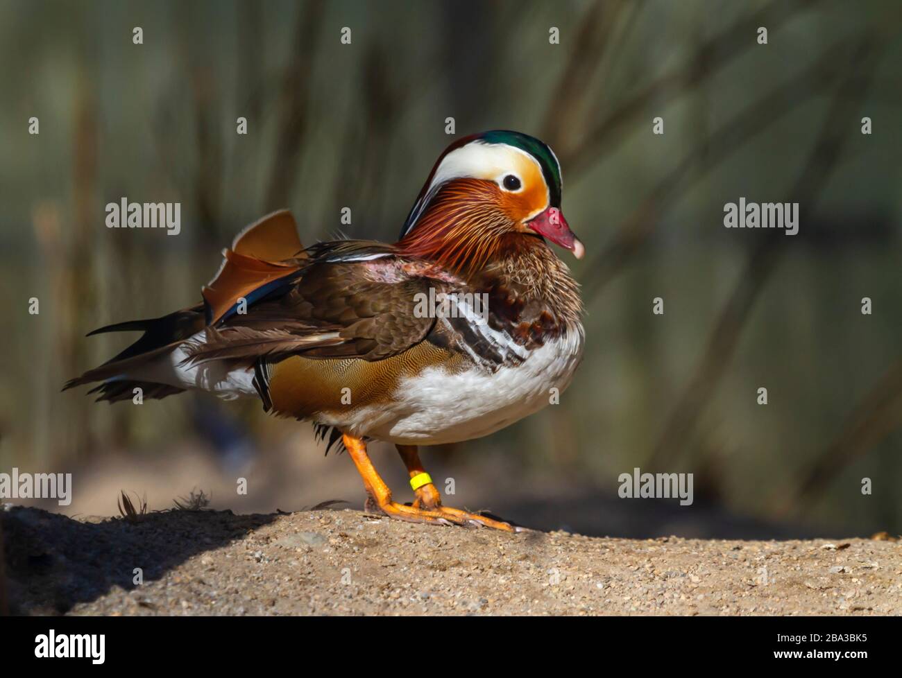 Male mandarin duck, Aix galericulata, standing on the sand Stock Photo ...