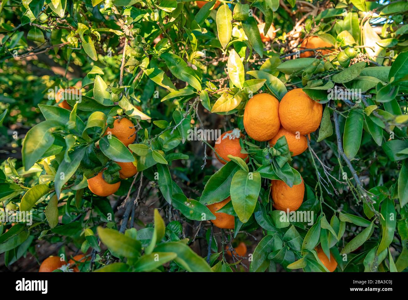 Tangerine Tree Ripe many ripe tangerines on the tree Stock Photo - Alamy