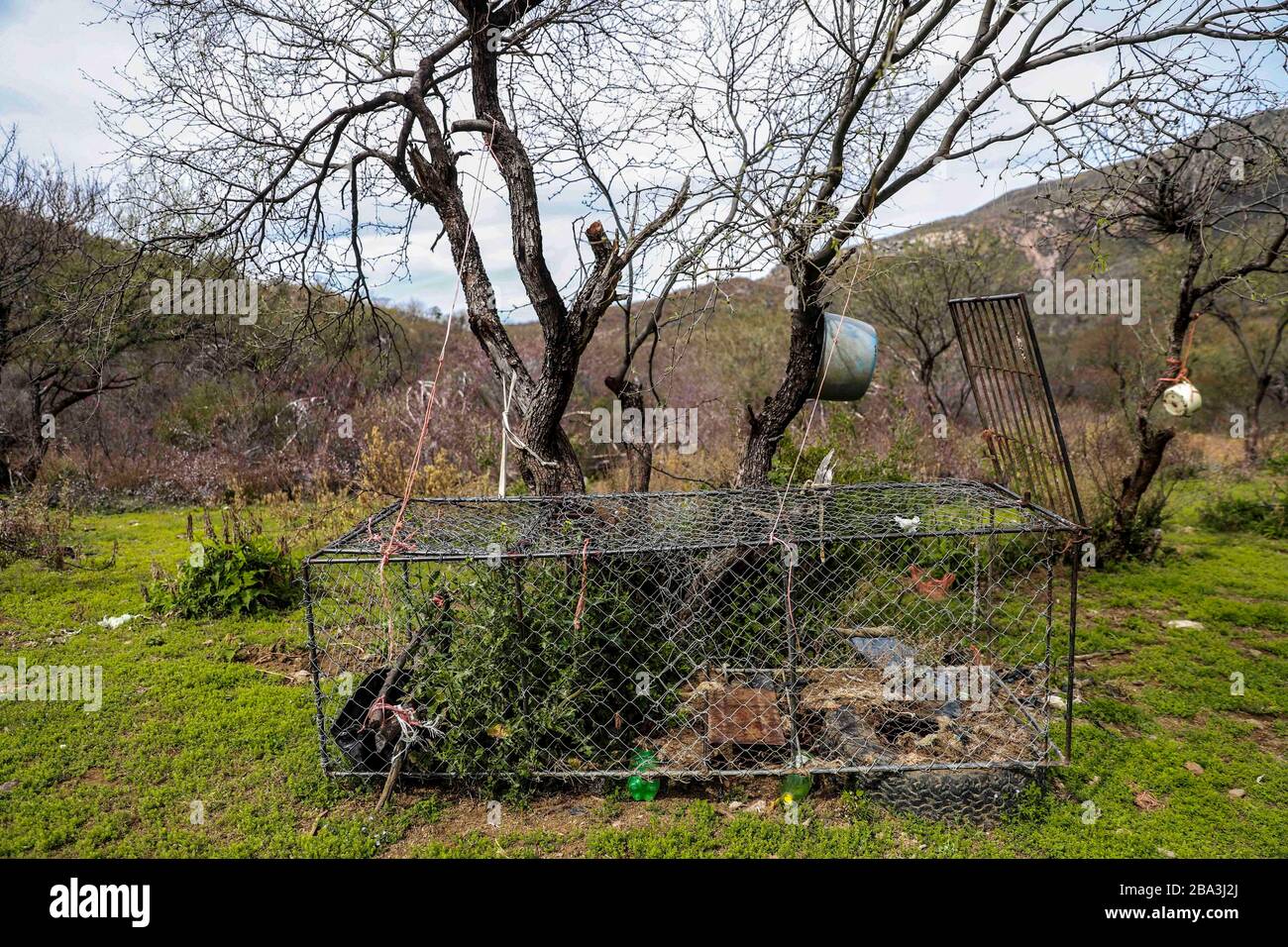 Cage trap used by ranchers and ranchers in sonora to catch felines in