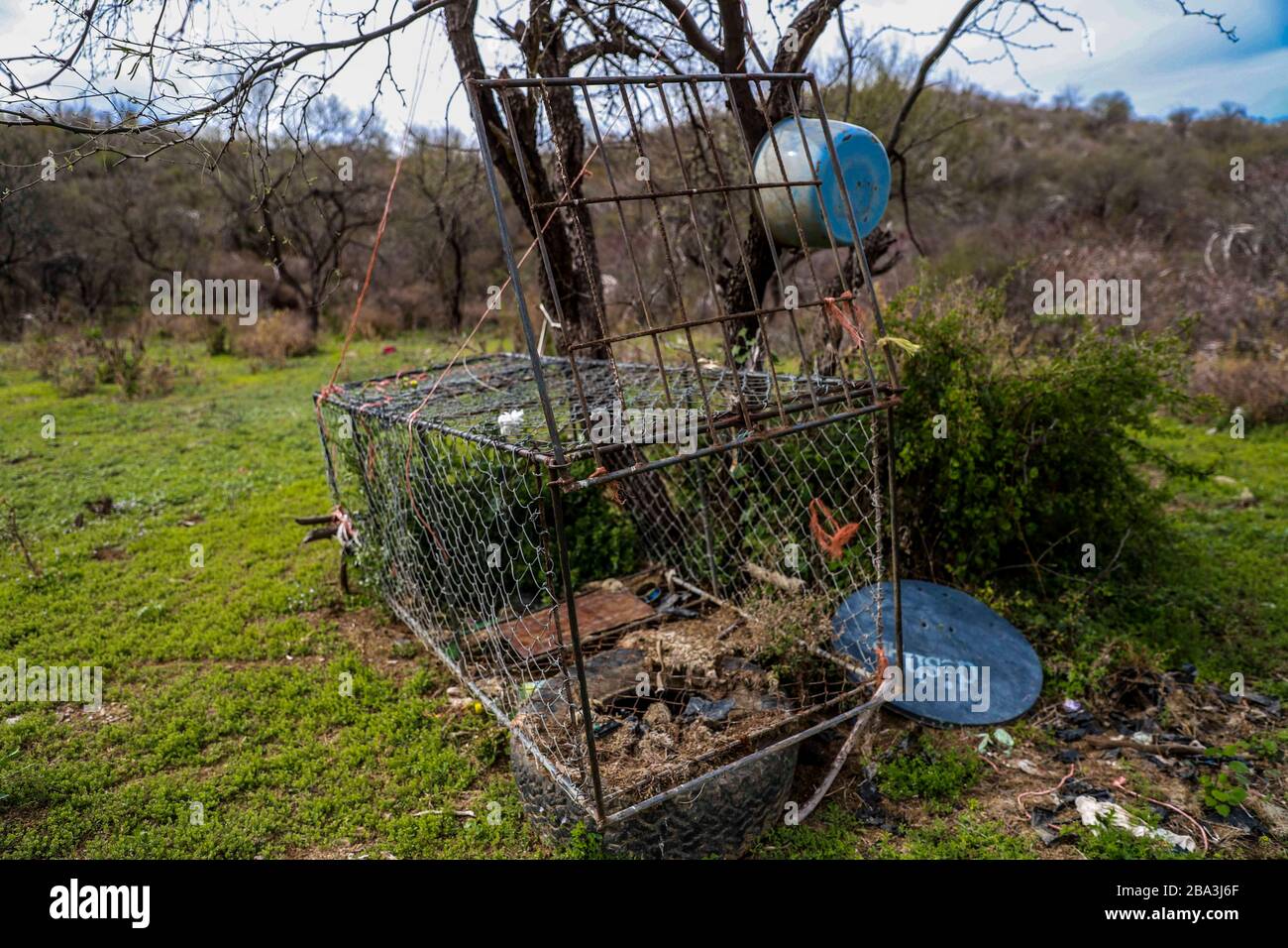 Cage trap used by ranchers and ranchers in sonora to catch felines in