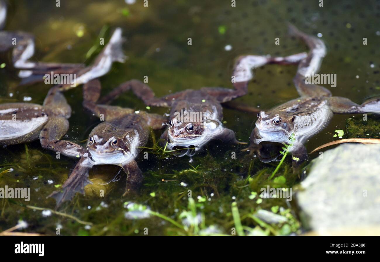 Peebles Scottish Borders, UK .25th March 20 . Wildlife European common ...