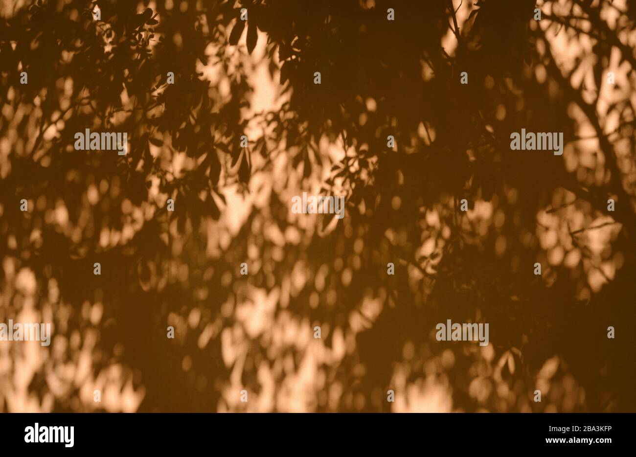 wall with abstract texture of shadows of a tree Stock Photo