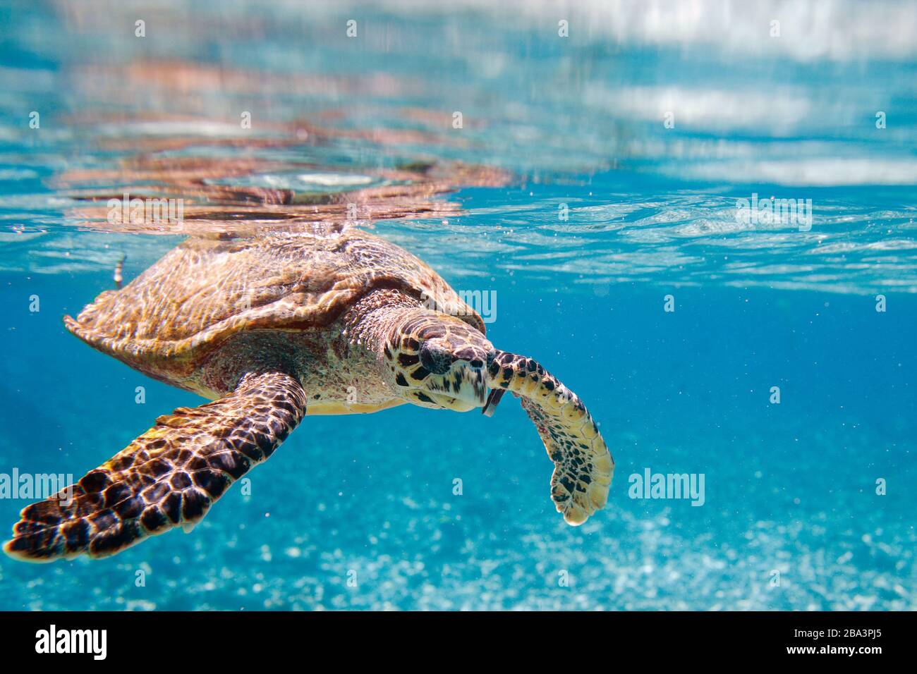 Echte Karettschildkroete, Seychellen, Indischer Ozean, (Eretmochelys imbricata), Stock Photo