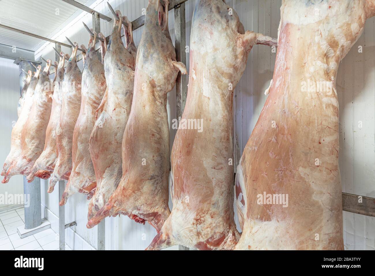 Sheep carcass hanging hi-res stock photography and images - Alamy