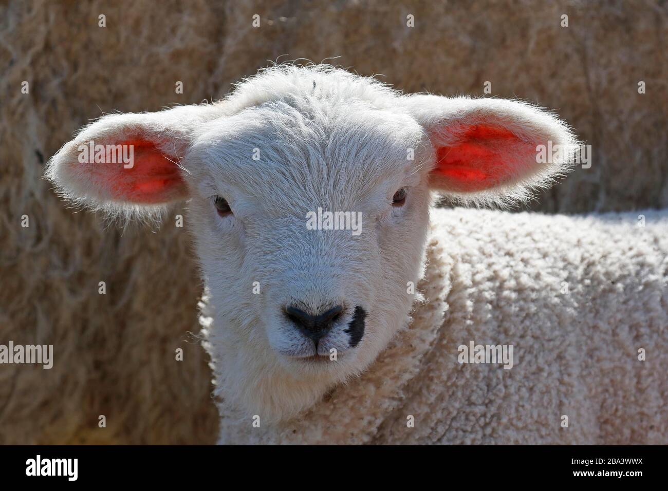 Domestic sheep (Ovis gmelini aries), lamb, animal child, Schleswig-Holstein, Germany Stock Photo
