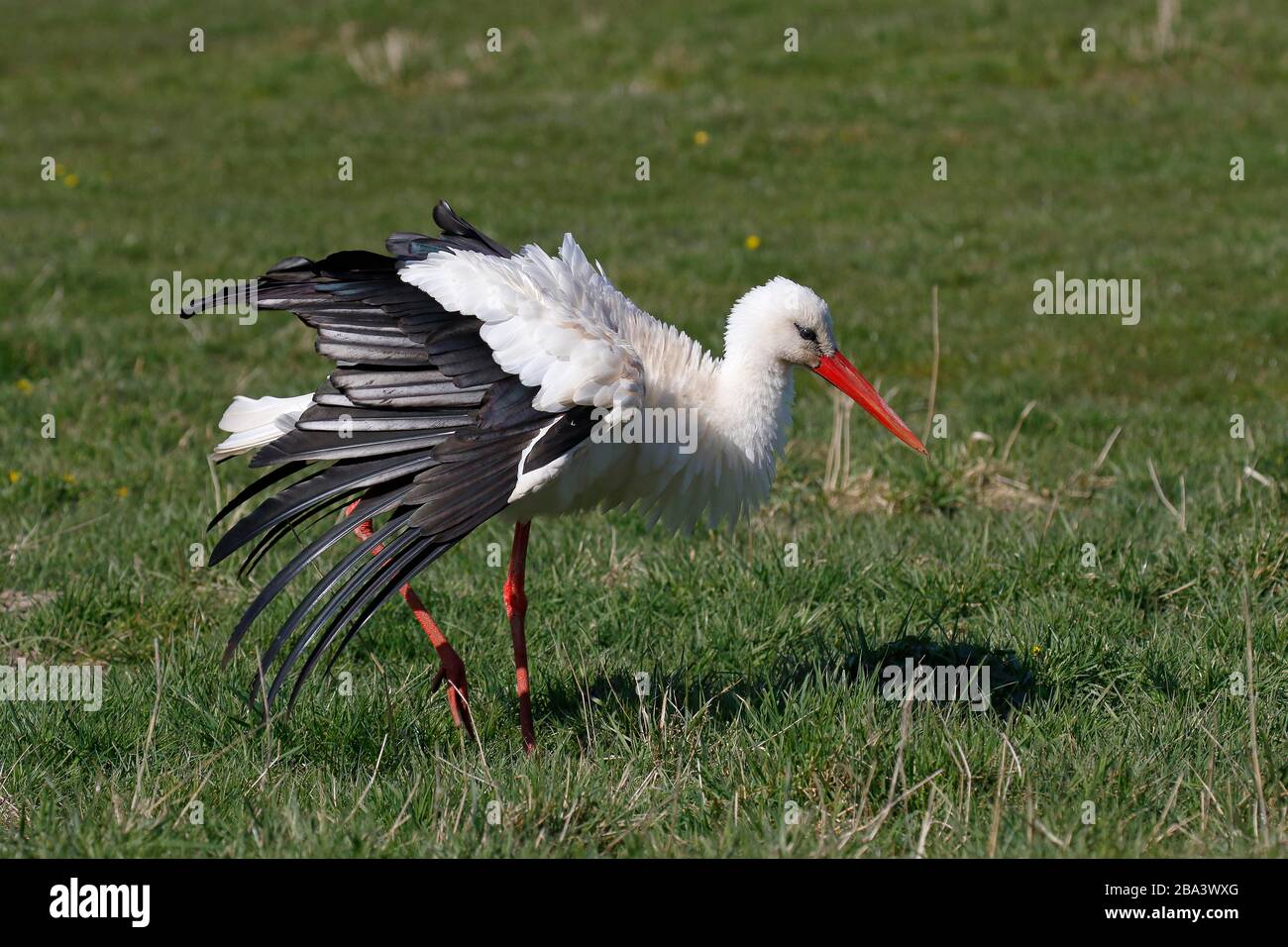 White stork (Ciconia ciconia) airs its plumage, Elbe meadows, Wedel, Schleswig-Holsteion, Germany Stock Photo