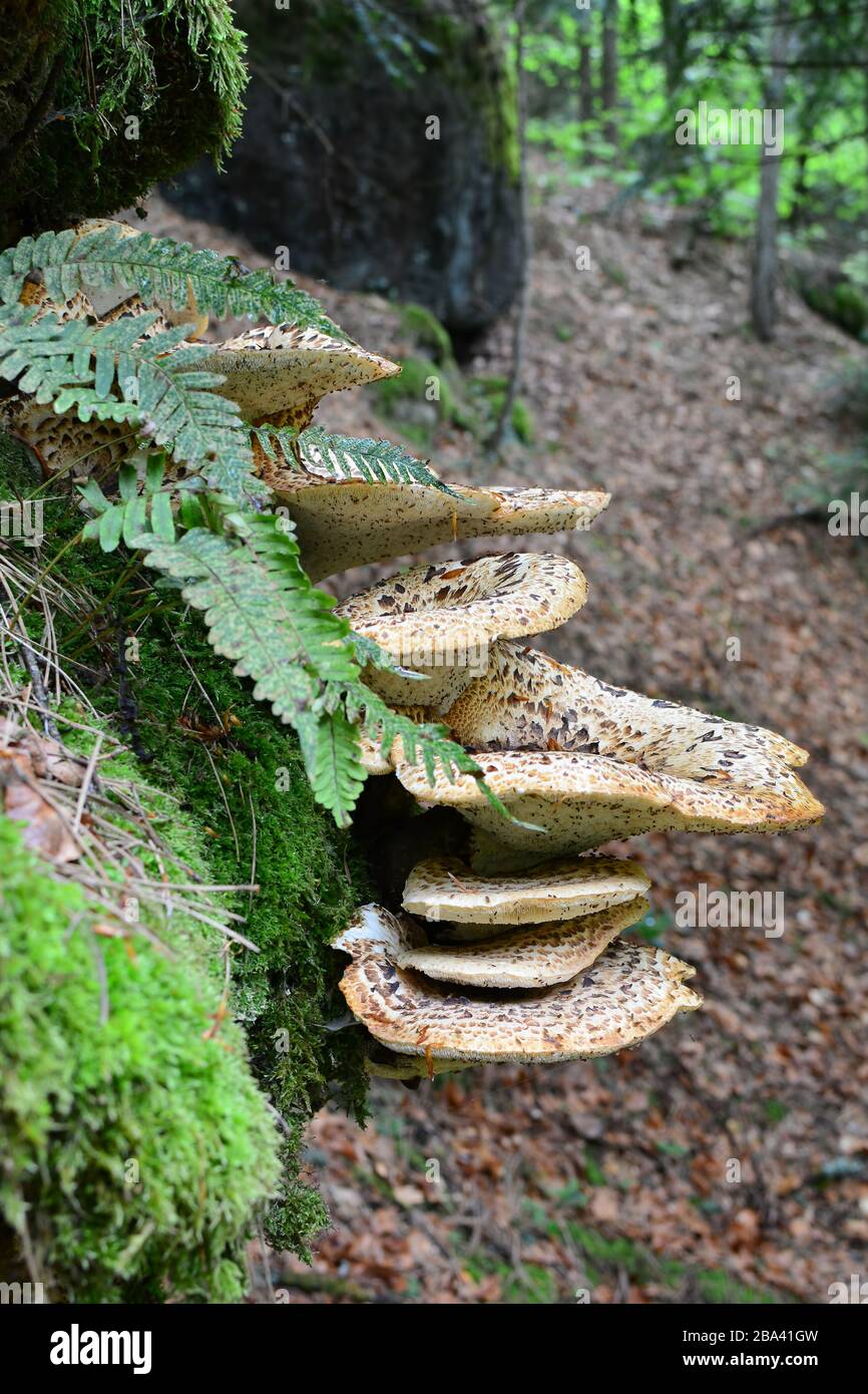 Polyporus squamosus, basidiomycete bracket fungus, with common names including Dryad's Saddle and Pheasant's Back mushroom growing on old beech tree Stock Photo