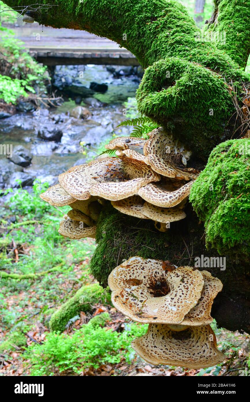 Polyporus squamosus or Pheasant's Back mushroom, or Dryad's Saddle mushroom and green moss on old beech tree besides mountain creek Stock Photo