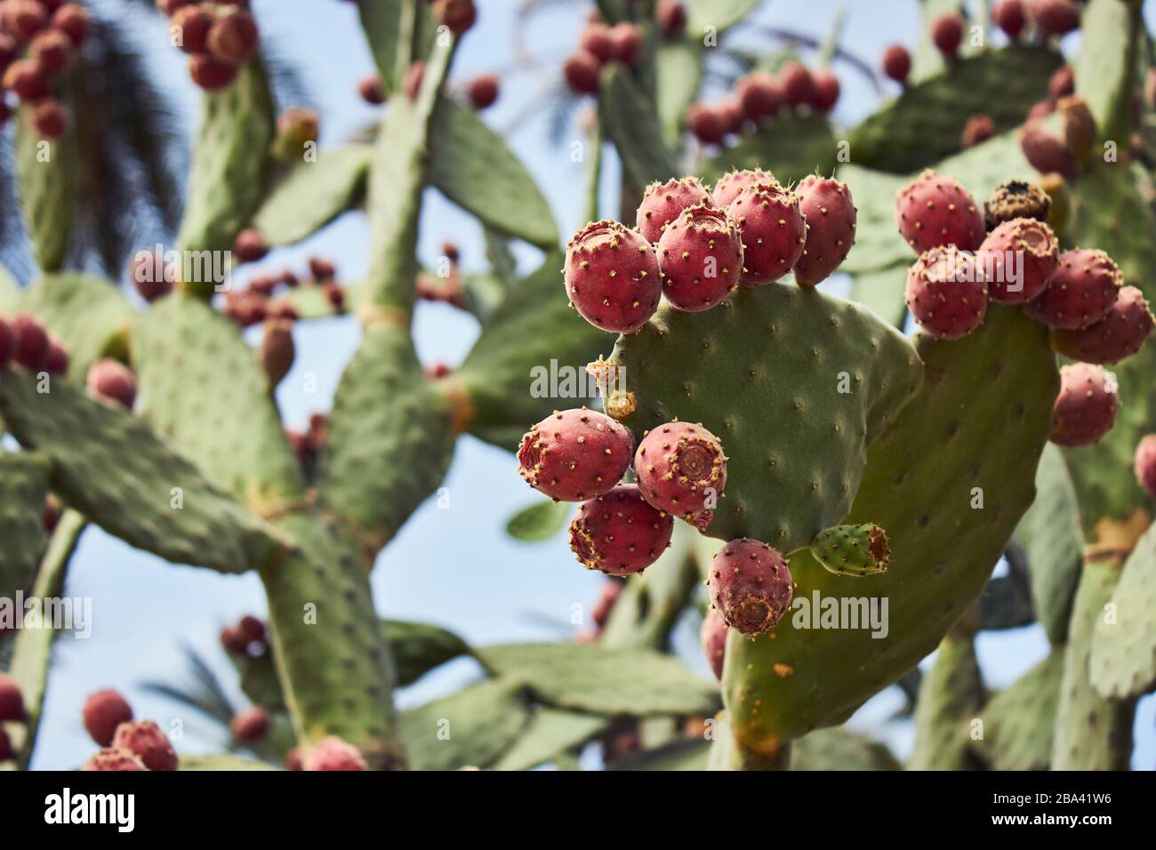 Cactus fig plants in Sicily Stock Photo Alamy