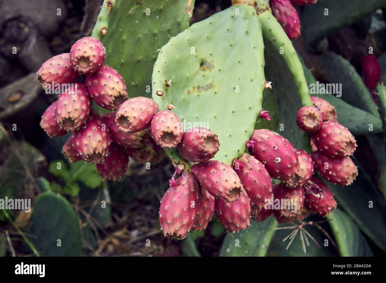 Cactus fig plants in Sicily Stock Photo Alamy