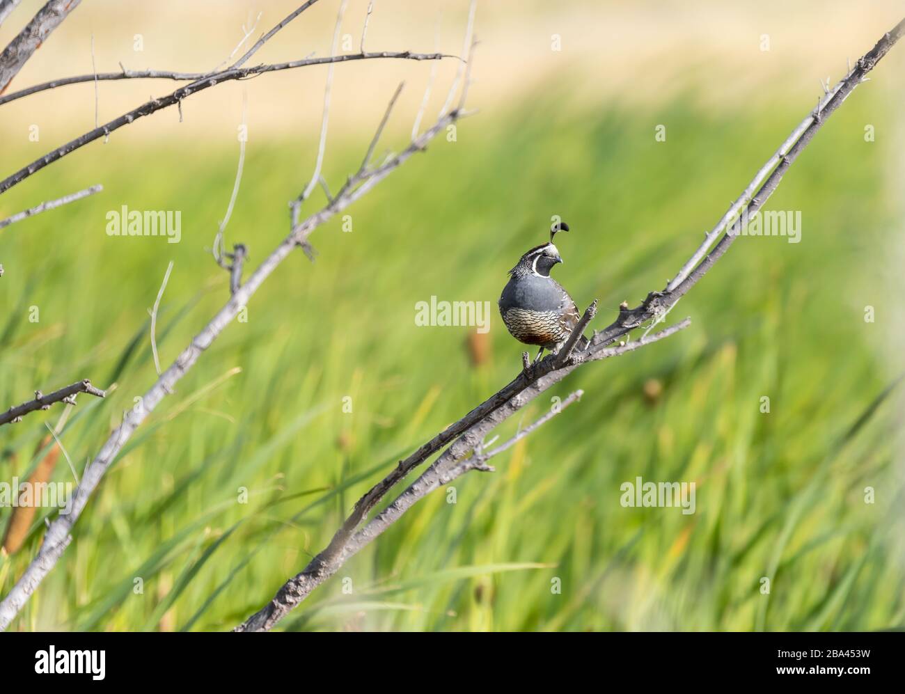 A California Quail ' Callipepla californica ' sits on a branch. Stock Photo