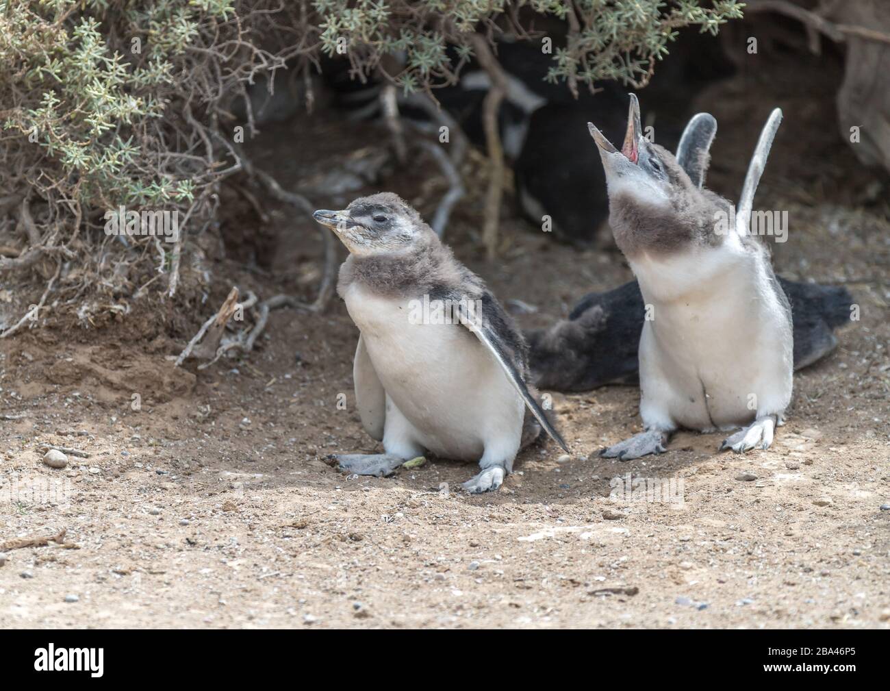 A young Magellanic penguin chick ' Spheniscus magellanicus ' cries to be fed on the coast of Argentina. Stock Photo