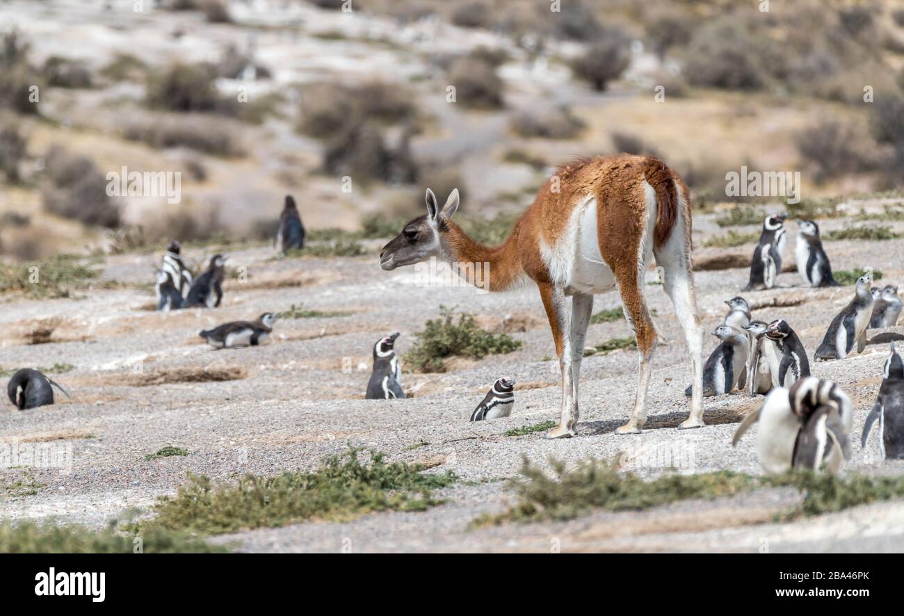 Guanacos ' Lama guanicoe ' walk through a Magellanic penguin colony in Argentina. Stock Photo