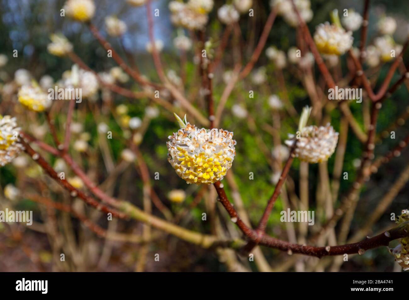 Delicate pale yellow flowers of Edgeworthia chrysantha ‘Grandiflora