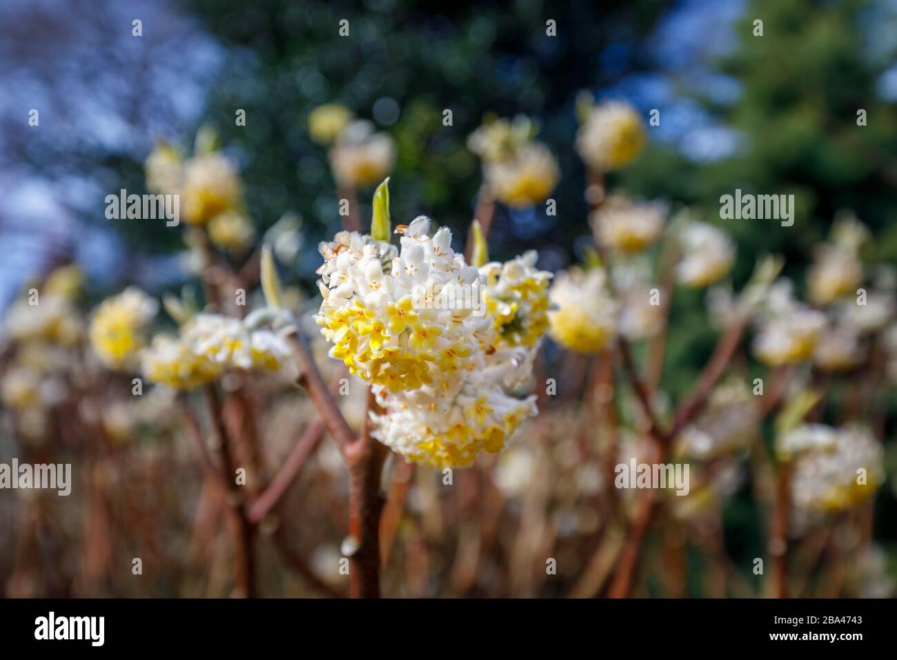 Delicate pale yellow flowers of Edgeworthia chrysantha ‘Grandiflora