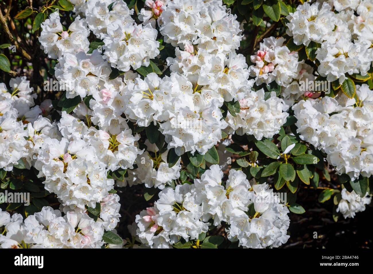 White rhododendron 'pachysanthum' bush flowering RHS Garden, Wisley, Surrey in spring Stock Photo
