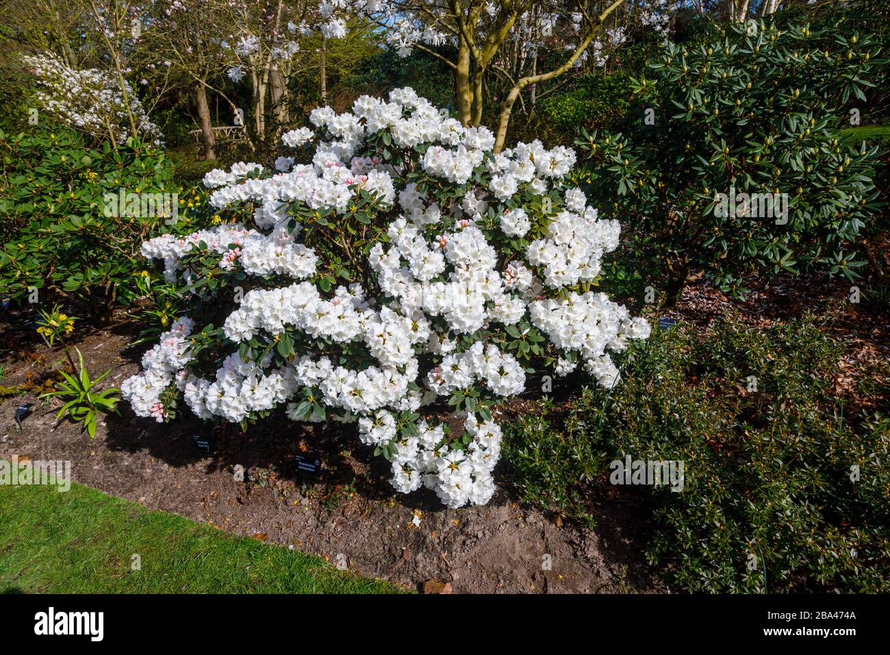 White rhododendron 'pachysanthum' bush flowering RHS Garden, Wisley, Surrey in spring Stock Photo