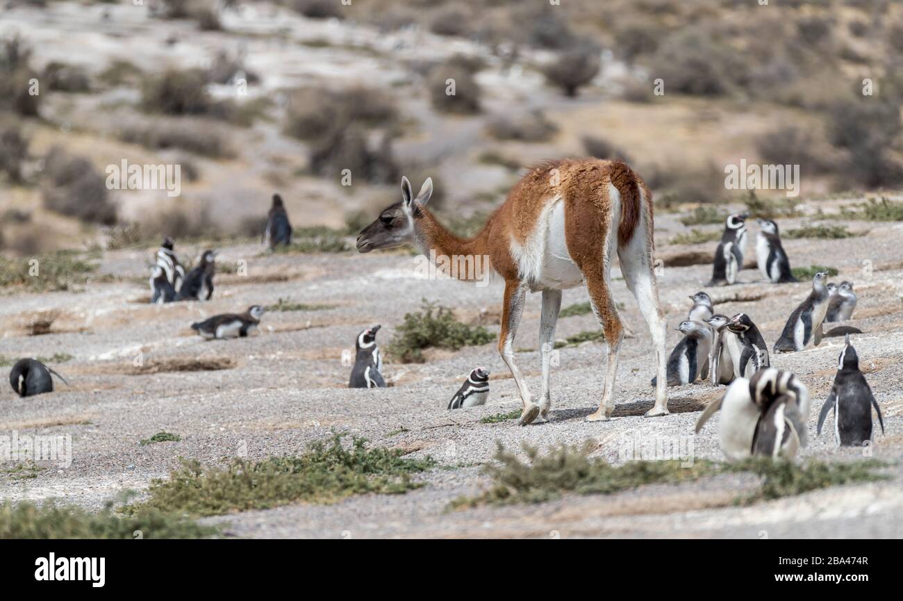 Guanacos ' Lama guanicoe ' walk through a Magellanic penguin colony in Argentina. Stock Photo