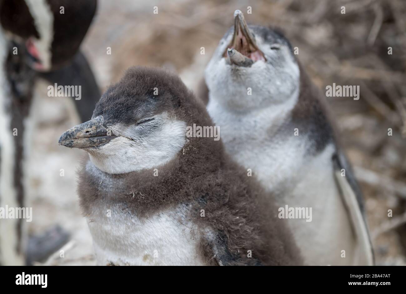 A young Magellanic penguin chick ' Spheniscus magellanicus ' cries to be fed on the coast of Argentina. Stock Photo