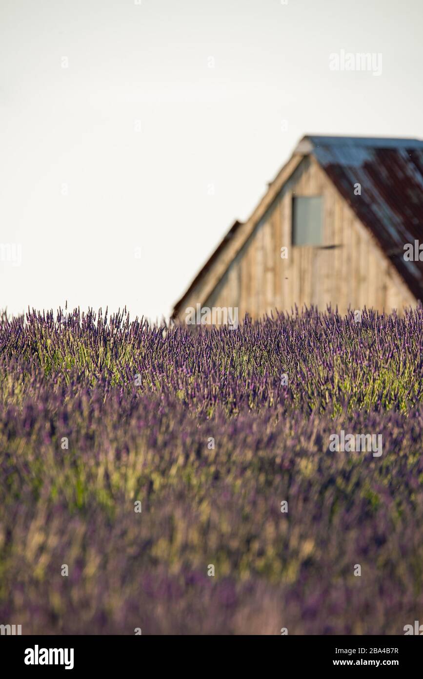 Rows of purple Lavendar crop ready for harvest lead off into the countryside. Snowshill, Cotswolds, UK. Stock Photo