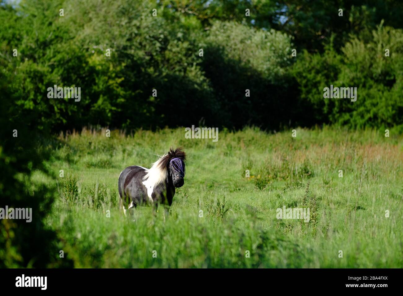 Small pony in a meadow wearing a face guard to protect against insects. Stock Photo