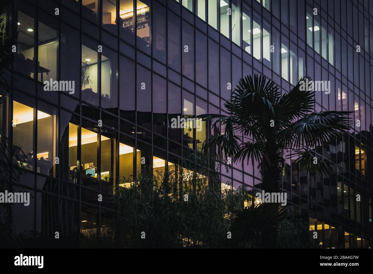 Fan palm in front of a glass office building Stock Photo