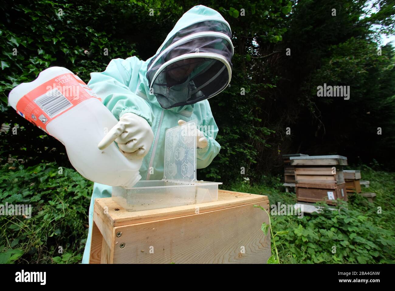 Amateur bee keeper feeding sugar to supplement food for the hives. UK Stock Photo