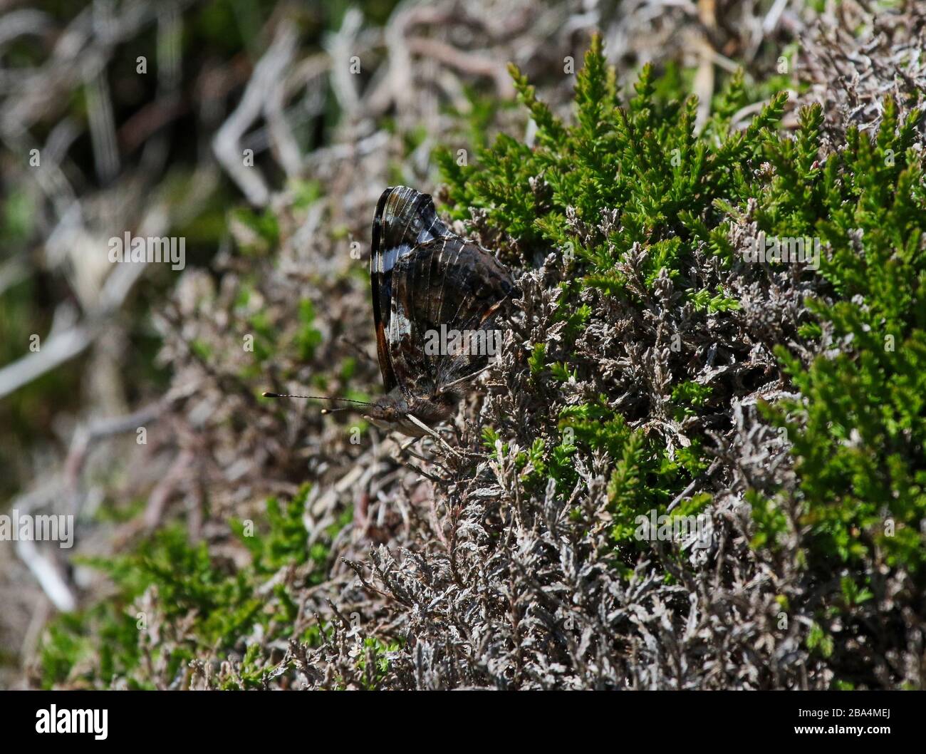 Red admiral butterfly (Vanessa Atalanta) resting with the black underside of its wings vertical camouflaging it blending in with the upland heather. Stock Photo