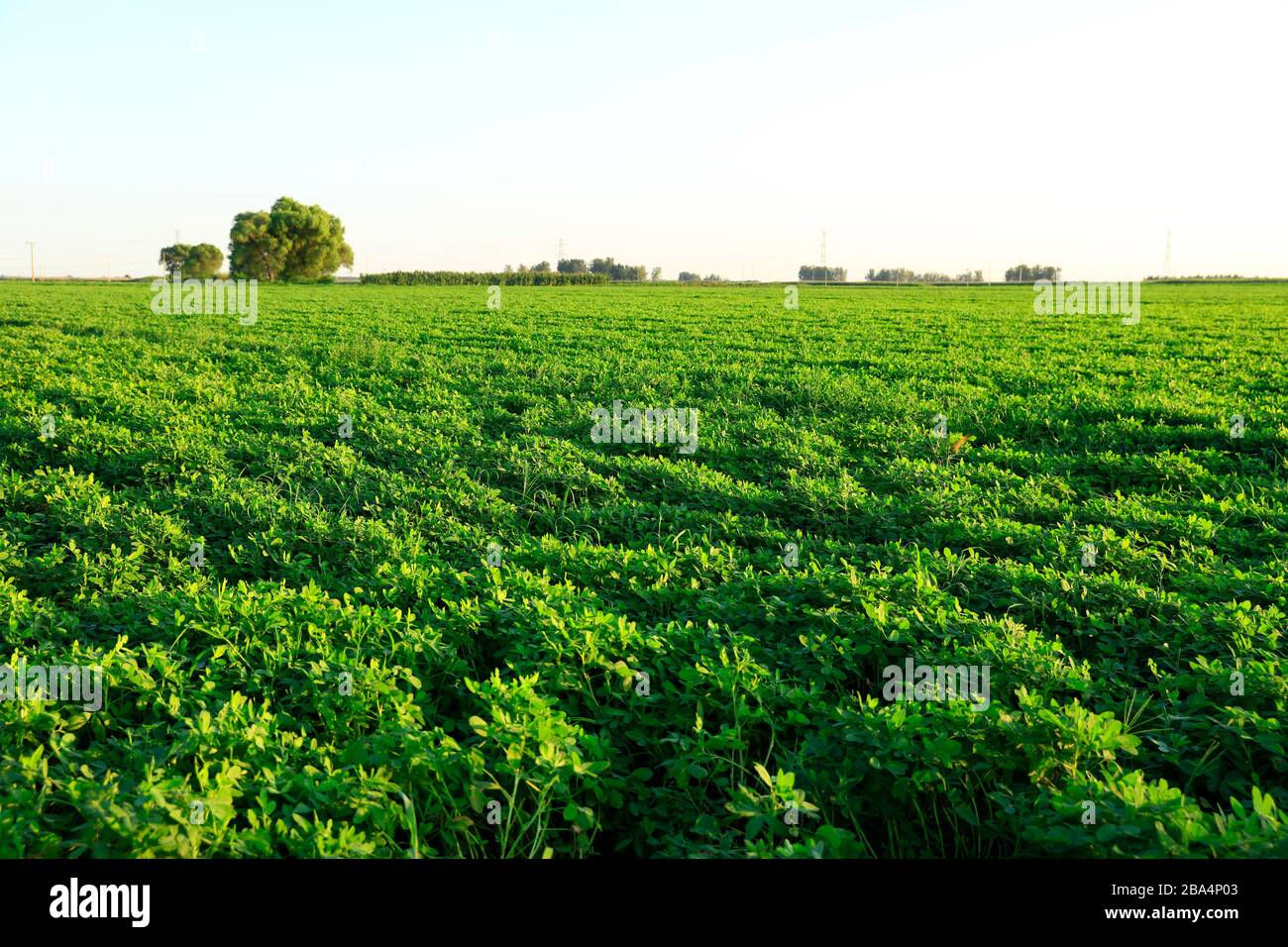 The peanut growing in the field Stock Photo Alamy