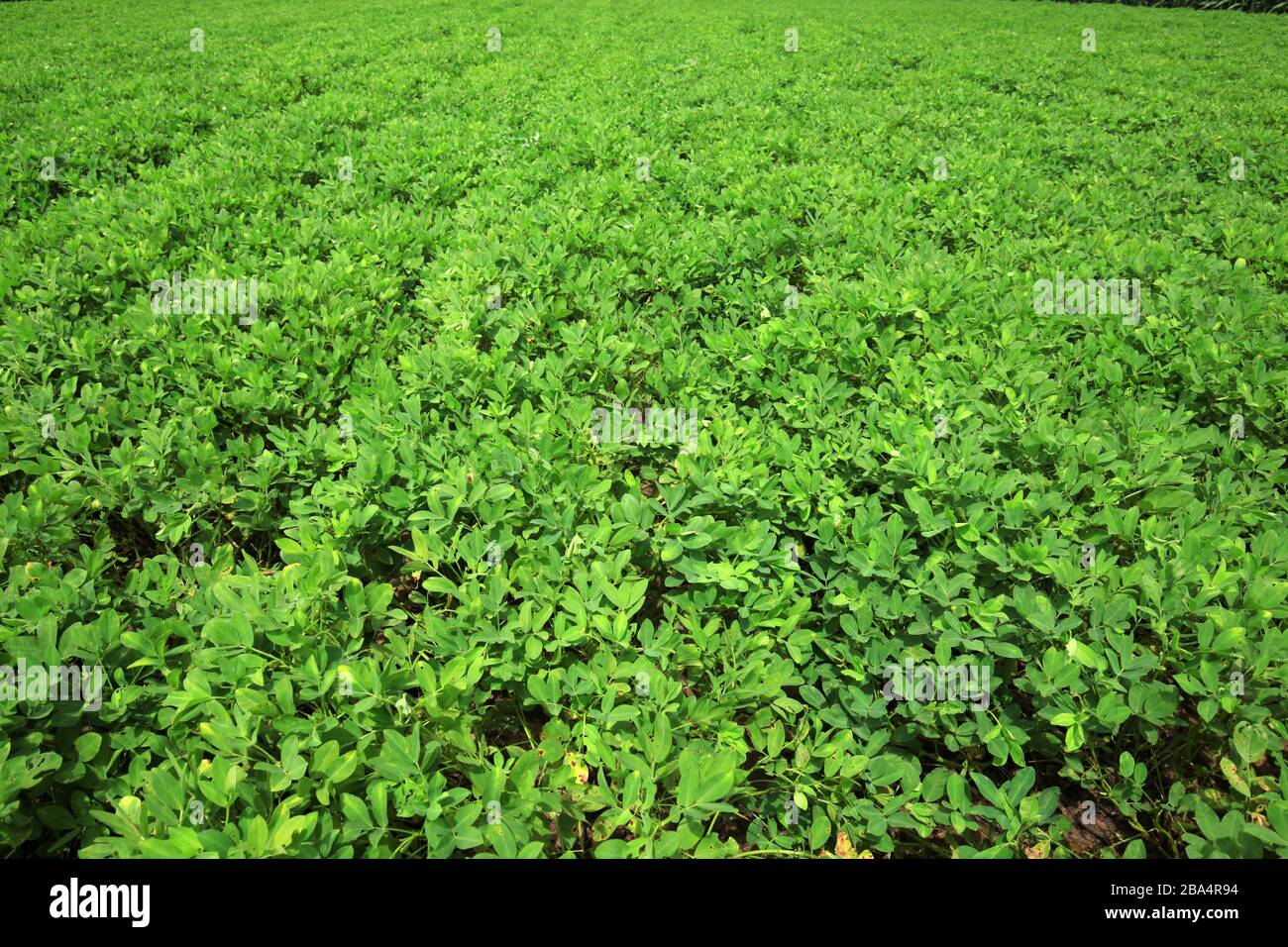The peanut growing in the field Stock Photo Alamy