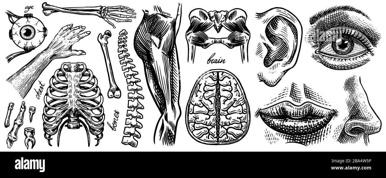 Anatomy of human bones and muscles. Organ systems. Body and Thorax and pelvis, heart and brain, eye and spine, sensory cortex. Leg and arm. Hand drawn Stock Vector