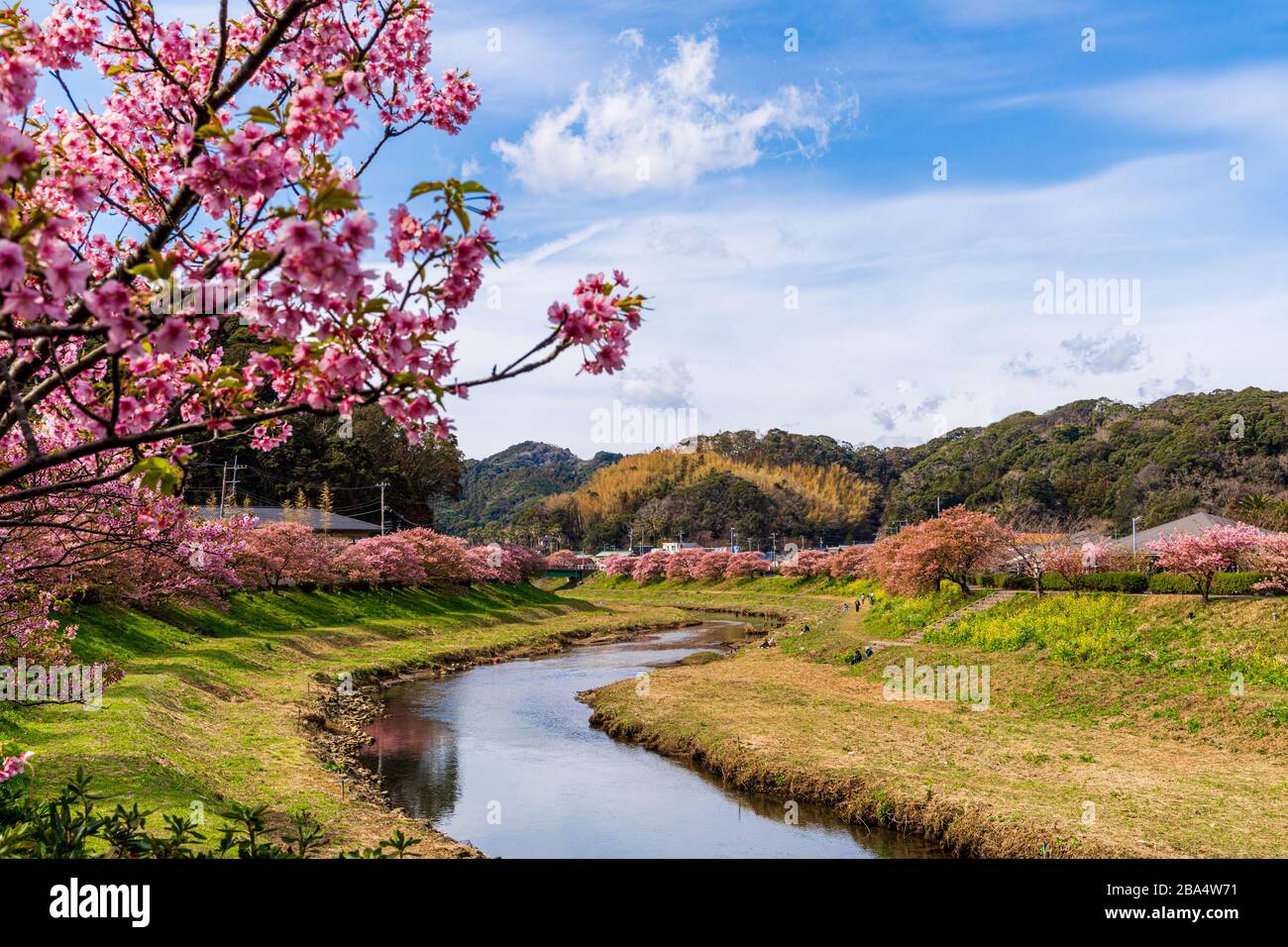 Sakura Spring Cherry Blossom along the Aono River in Minamiizu, a town