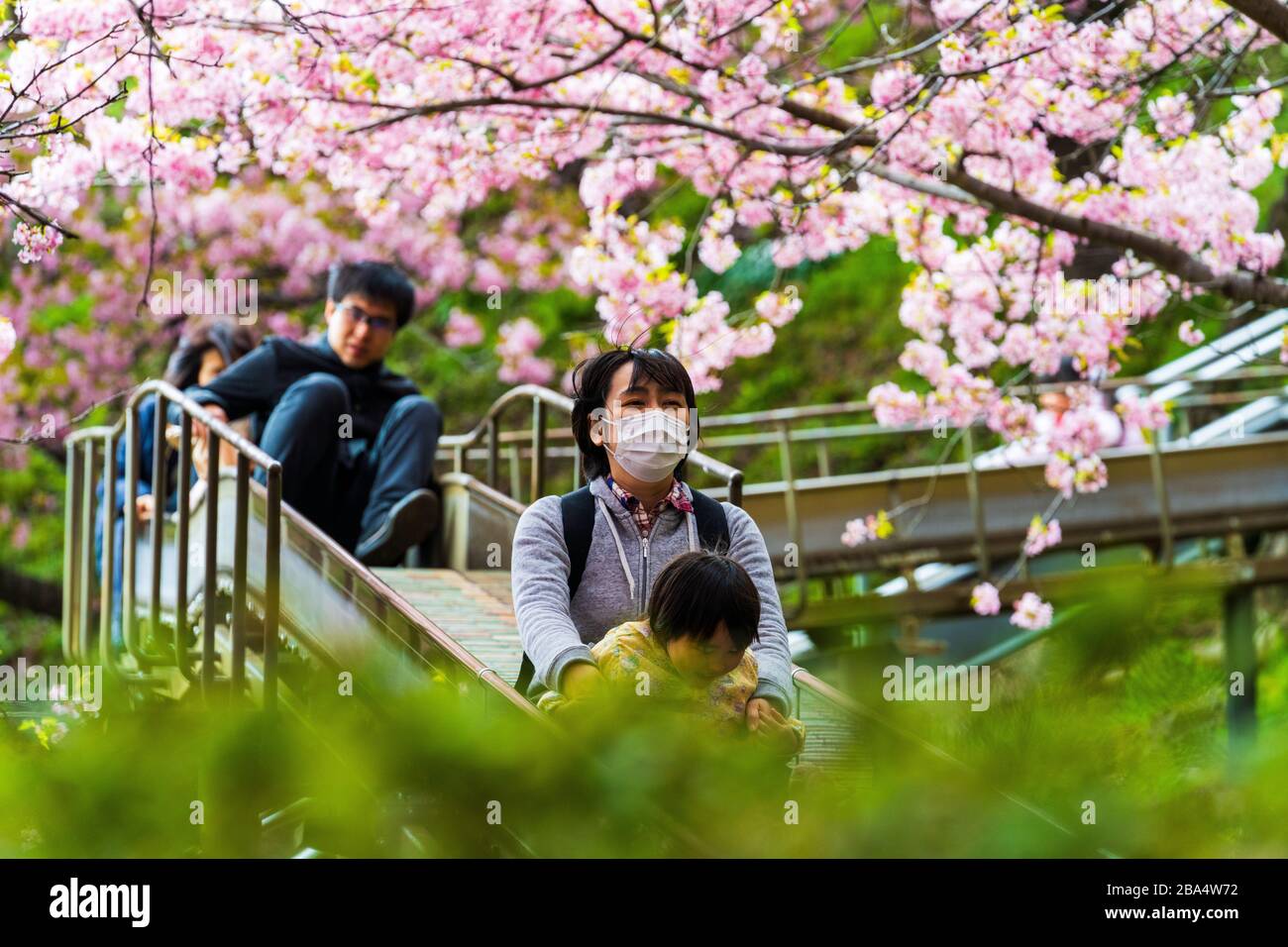 Japanese tree protection hires stock photography and images Alamy